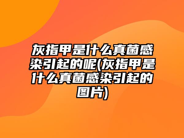 灰指甲是什么真菌感染引起的呢(灰指甲是什么真菌感染引起的圖片)